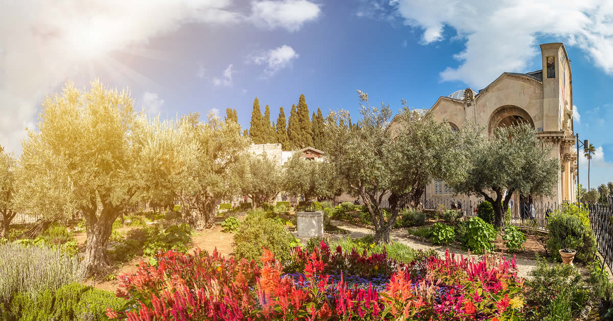 גן הזיתים בגת שמנים בירושלים