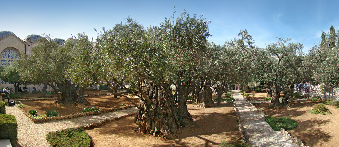 עצי זית בגן גת שמנים
